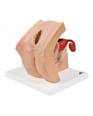 Jinekolojik Eğitim Modeli - 3B Smart Anatomy