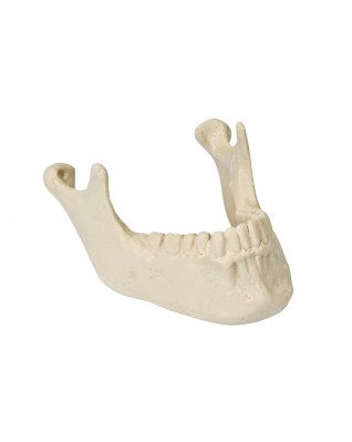 ORTHObones Alt çene kemiği, dişlerle birlikte