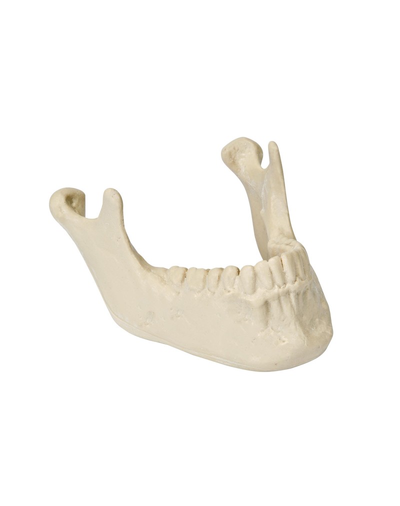 ORTHObones Alt çene kemiği, dişlerle birlikte