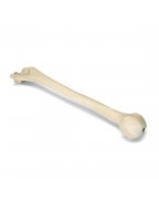 ORTHObones Humerus, sol
