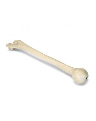 ORTHObones Humerus, sol