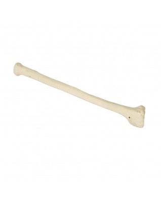 ORTHObones Önkol kemiği, bal