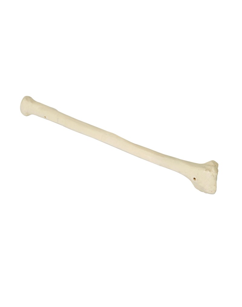 ORTHObones Önkol kemiği, bal