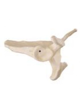 ORTHObones Skapula