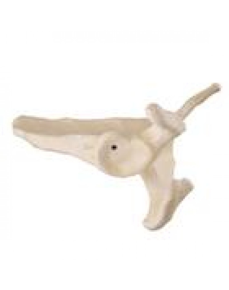 ORTHObones Skapula