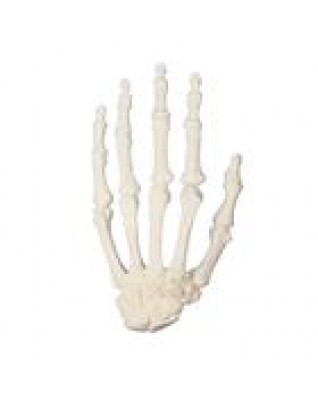 ORTHObones El