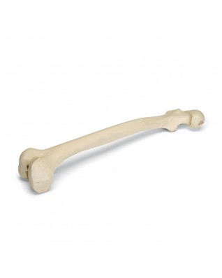 ORTHObones Uyluk kemiği (femur), sağ