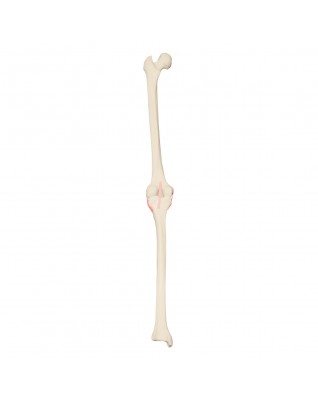 ORTHObones Sol Diz