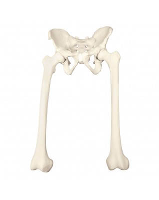 ORTHObones Uyluk kemikli tam kalça