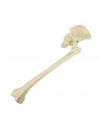 ORTHObones Leğen kemiği ve uyluk kemiği, Sol Kalça