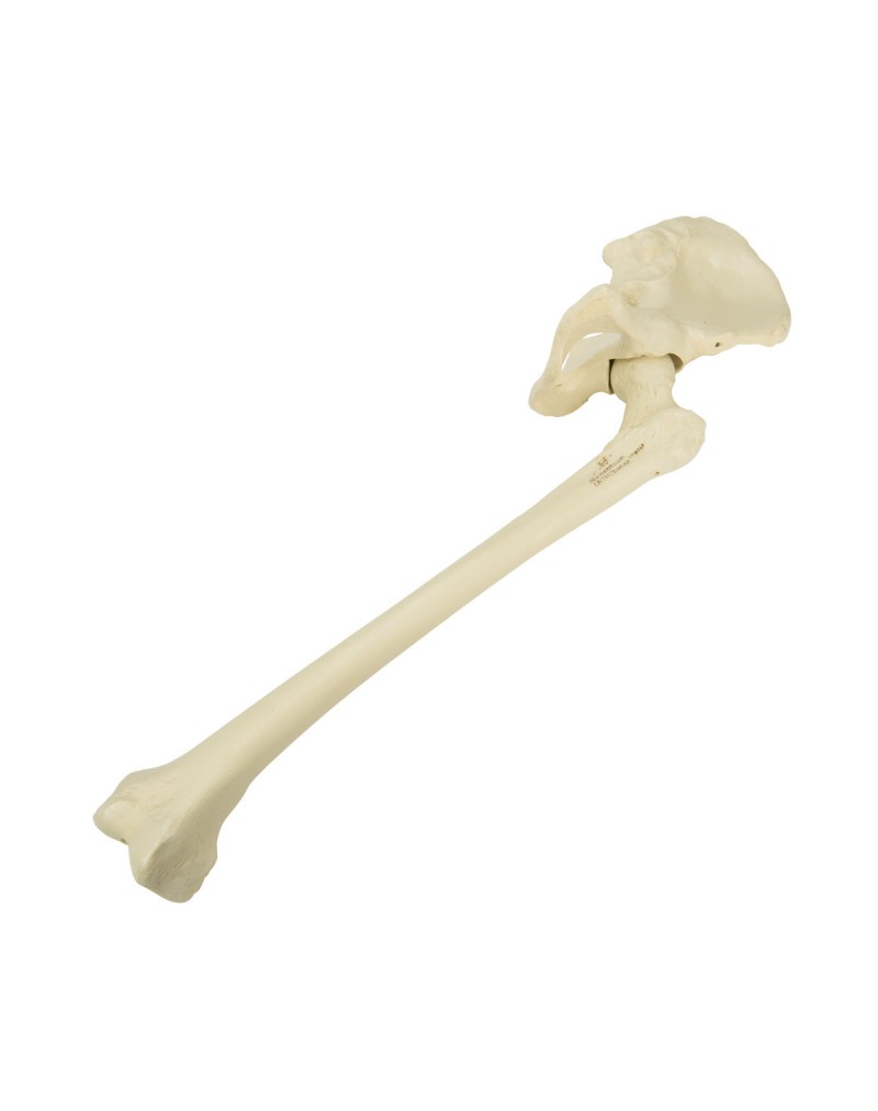 ORTHObones Leğen kemiği ve uyluk kemiği, Sol Kalça