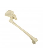 ORTHObones Leğen kemiği ve uyluk kemiği, Sağ Kalça