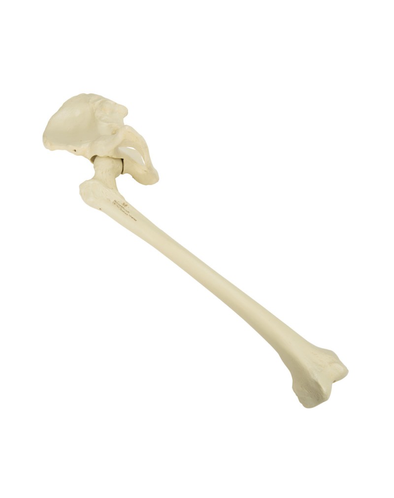ORTHObones Leğen kemiği ve uyluk kemiği, Sağ Kalça