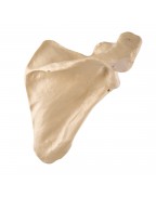 ORTHObones Skapula, doğru