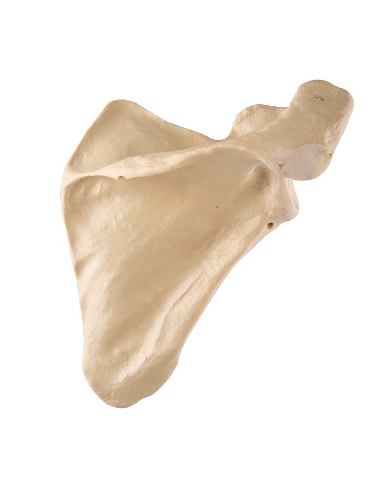 ORTHObones Skapula, doğru