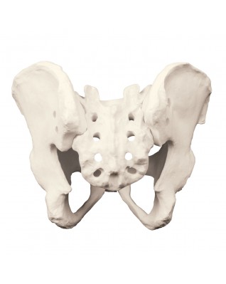 ORTHObones Erkek kalça kemiği