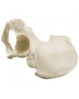 ORTHObones Standard Hemi Pelvis,m.,right