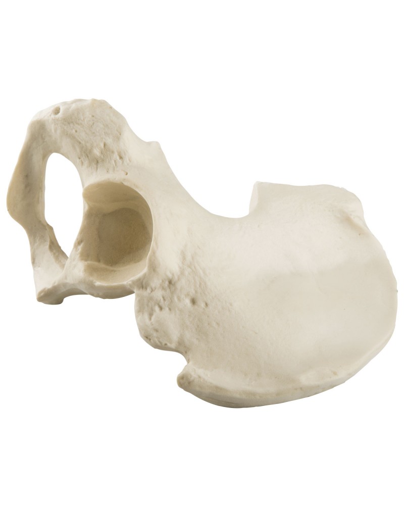 ORTHObones Standard Hemi Pelvis,m.,right