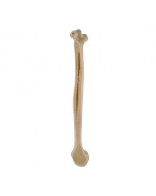 ORTHObones Standard Humerus, right