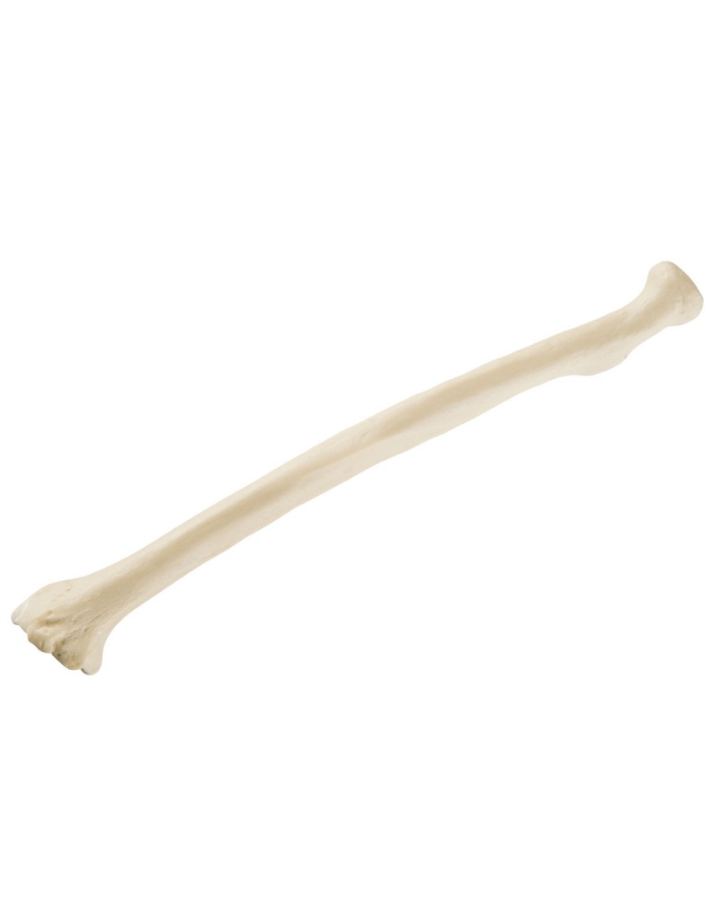 ORTHObones Standard Radius, left