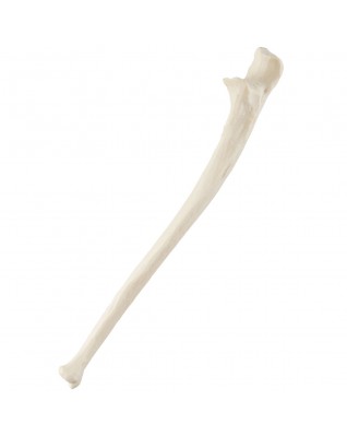 ORTHObones Standard Ulna, left