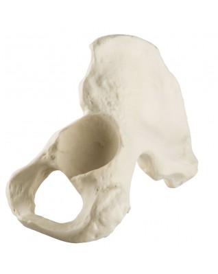 ORTHObones Standard Hemi Pelvis, m., l
