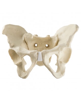 ORTHObones Standard Full Pelvis w.Sacrum