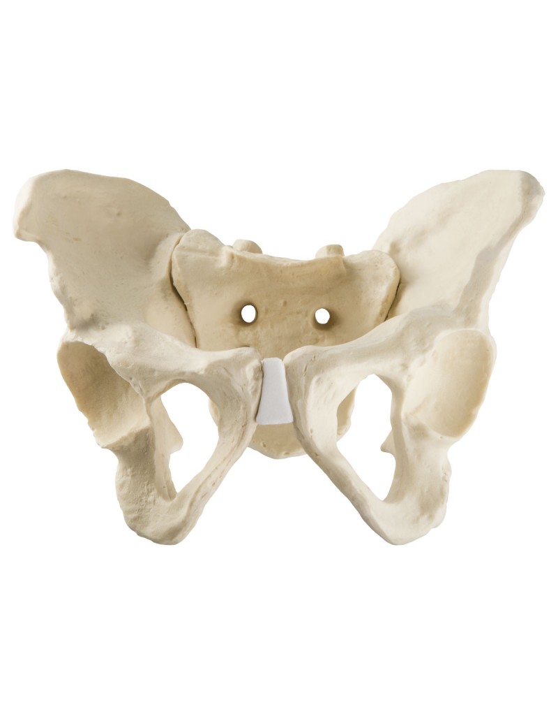 ORTHObones Standard Full Pelvis w.Sacrum