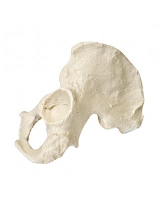 ORTHObones Pelvis Modeli