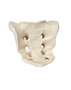 ORTHObones kuyruk sokumu kemiği kompakt ve dayanıklı maddeden yapılmıştır.