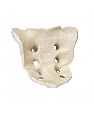 ORTHObones kuyruk sokumu kemiği kompakt ve dayanıklı maddeden yapılmıştır.
