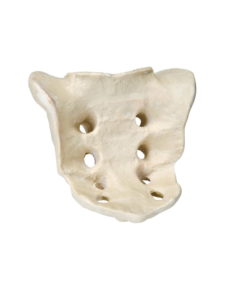 ORTHObones kuyruk sokumu kemiği kompakt ve dayanıklı maddeden yapılmıştır.