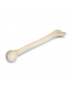 ORTHObones Kol kemiği, doğru