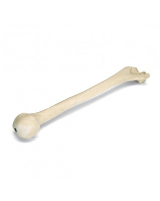 ORTHObones Kol kemiği, doğru