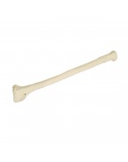 ORTHObones Önkol kemiği, doğru