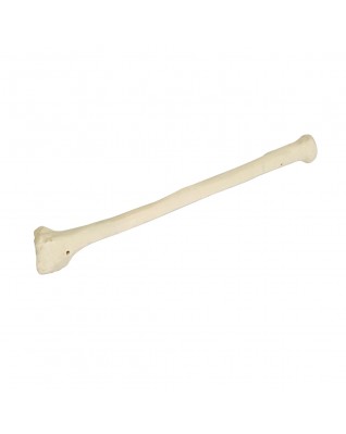 ORTHObones Önkol kemiği, doğru