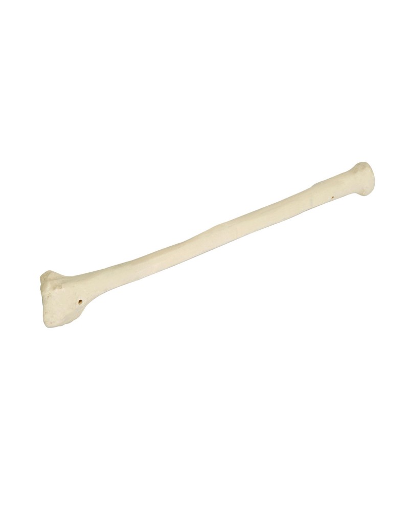 ORTHObones Önkol kemiği, doğru