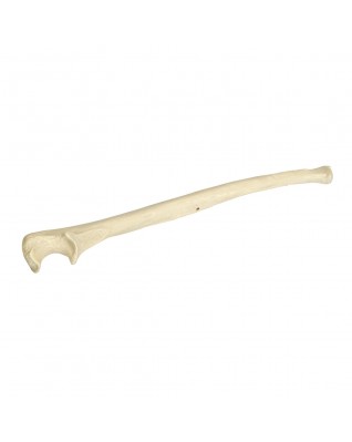 ORTHObones Dirsek kemiği, doğru