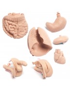 Geri™ Manikin Auscultation Update