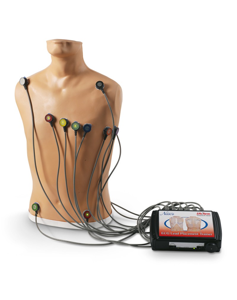 ECG Placement Trainer 15-Lead